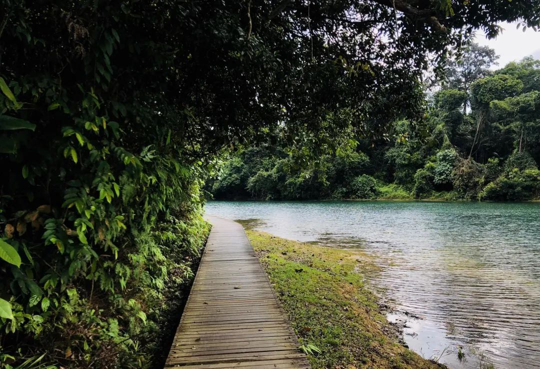 MacRitchie Reservoir